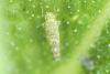 Eupteryx decemnotata